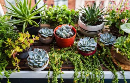 Best Plants for Small Balcony Gardens (Beginner-Friendly)