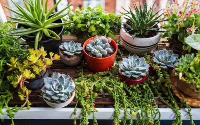 balcony garden plants