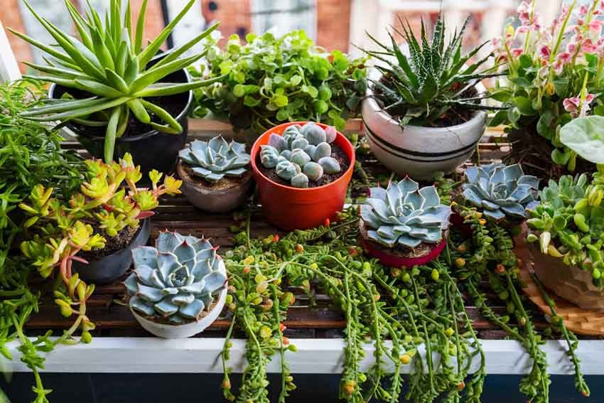 balcony garden plants